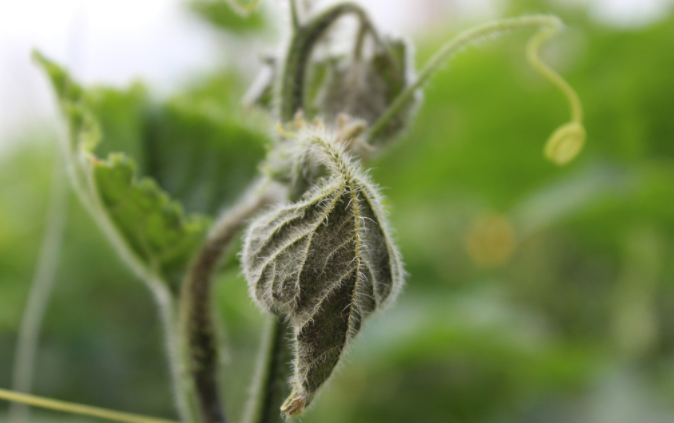 用病毒檢測(cè)儀為植物查明“病因”（植物病害檢測(cè)儀可以檢測(cè)哪些？）