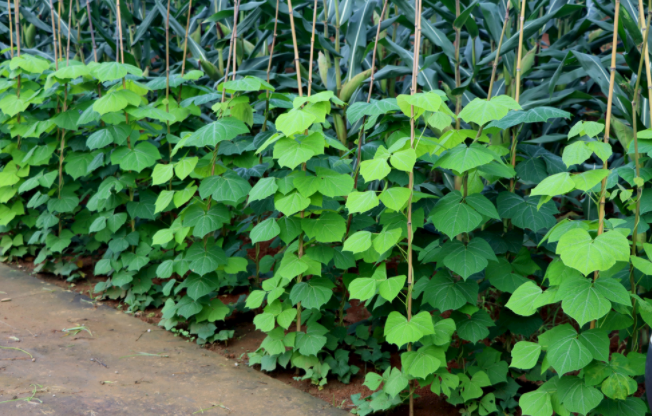 怎樣檢測(cè)泥土是不是有重金屬（土壤重金屬含量多少為超標(biāo)？）