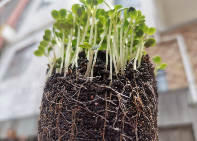 根系分析儀是什么？植物根系掃描系統(tǒng)可測量范圍介紹